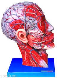 مولاژ عضلات بدن، مولاژ فوق تخصصی مغز-pic1