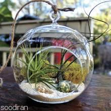 باغ شیشه ای (تراریوم)-pic1