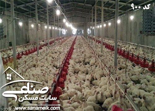 فروش مرغداری تخمی در مهرچین ملارد کد900-pic1