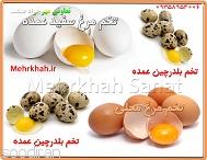 فروش عمده تخم بلدرچین تازه-pic1