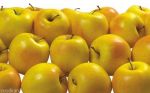فروش پوره سیب با کیفیت صادراتی