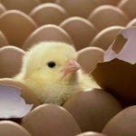 فروش جوجه مرغ گوشتی-حوحه یک روزه-مرغ تخم