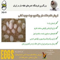 پرورش بوقلمون با تخم نطفه دار تضمینی-pic1