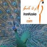 فروش تخم نطفه دار  انواع نژاد های طاووس -pic1