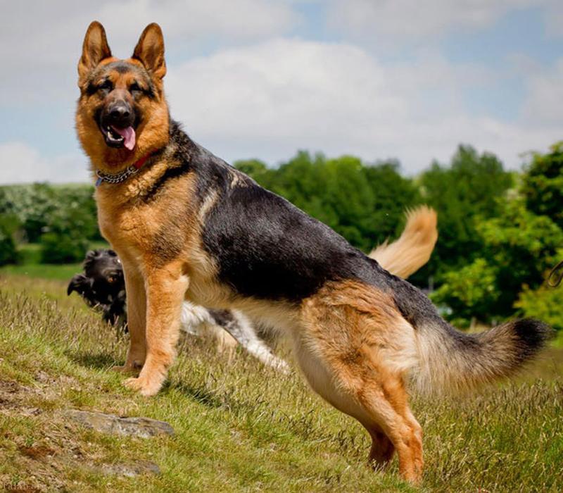 فروش اصیلترین سگ ژرمن شپرد-pic1