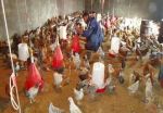فروش تخم نطفه دار مرغ در همه نژاد ها-pic1