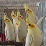فروش انواع پرندگان زینتی و طوطی سانان-pic1