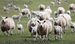 گوسفند زنده-pic1