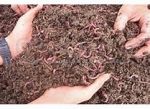 فروش کرم خاکی برای تولید کود در خانه