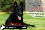 فروش انواع سگ نگهبان و پلیس 09108464931