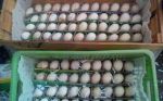 فروش تخم نطفه دار انواع طیور-pic1