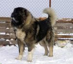 سگ نگهبان قفقازی -pic1