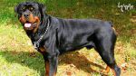 فروش ویژه سگ روتوایلر سگ پلیس آمریکا-pic1