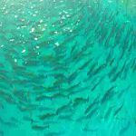 تولیدکننده استخر های پرورش ماهی آبزیبان-pic1