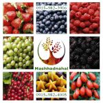 فروش ارقام مختلف نهال میوه و انگور-pic1