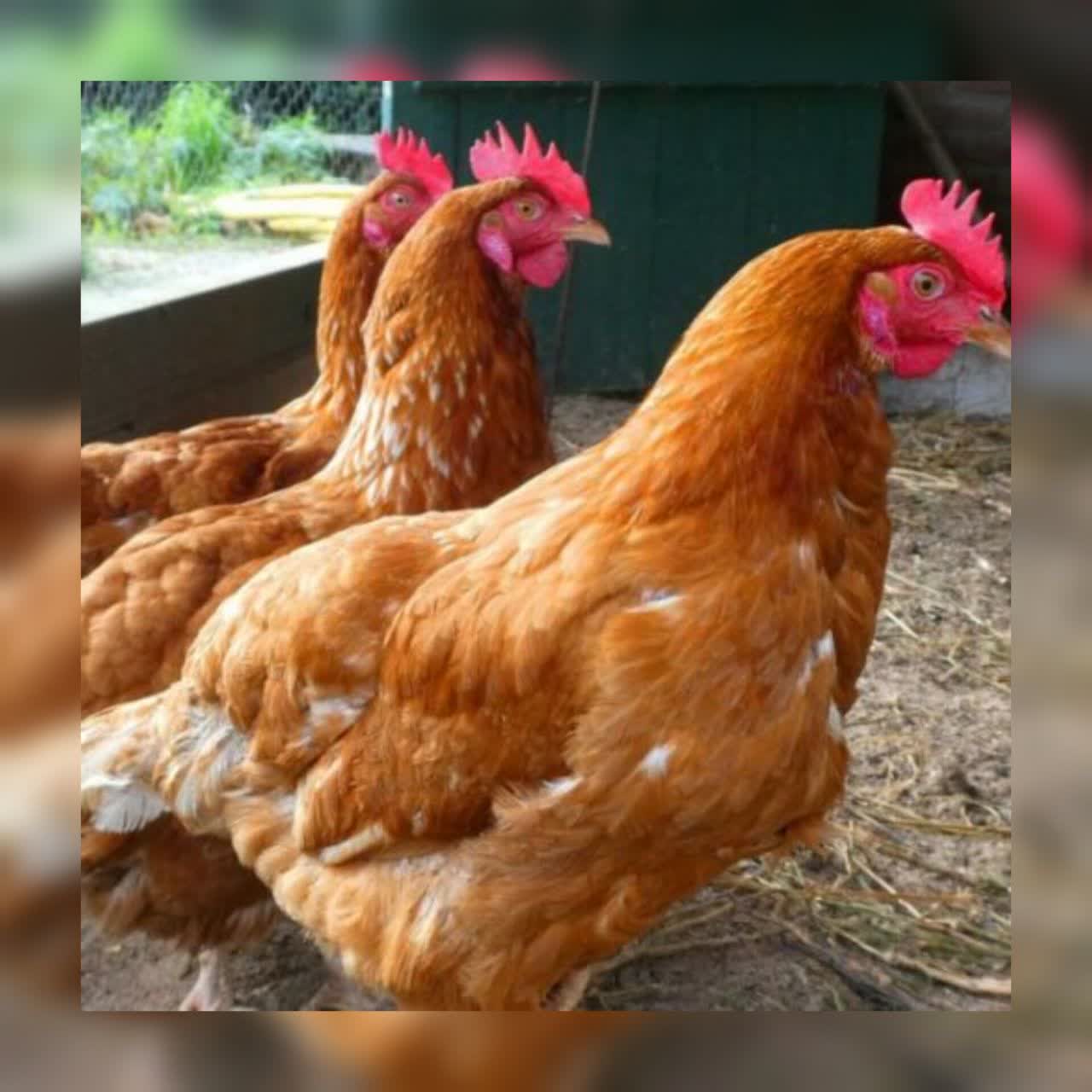 فروش مرغ بومی تخمگذار اصلاح نژاد شده یکر-pic1