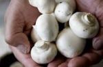 بذر قارچ خوراکی واسپان قارچ