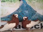 کبوتر زینتی/ کبوتر تزئینی/طاووس کویر