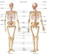 آموزش آنلاین دروس  آناتومی و بافت شناسی-pic1