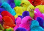 فروش عمده جوجه رنگی جوجه رسمی اردک مرغ 