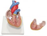 مولاژ و مدل آناتومی قلب