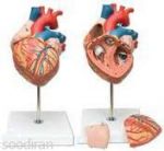 مولاژ قلب جنس سیلیکون-pic1