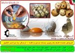 فروش عمده تخم بلدرچین بالاترین کیفیت