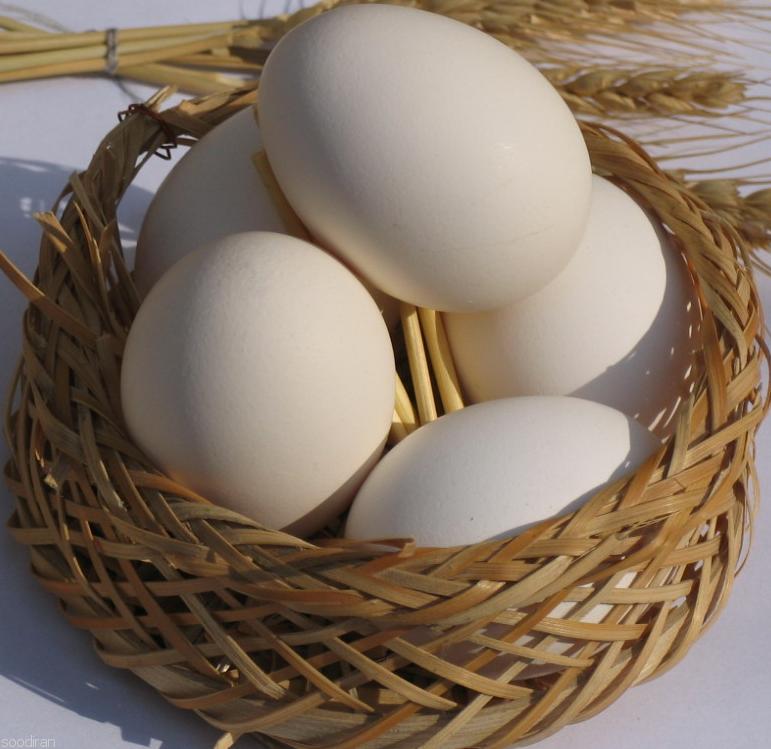 خرید و فروش تخم مرغ:-pic1